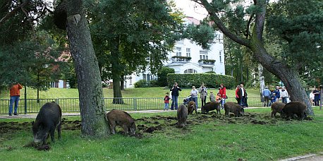 Wildschweine in Heringsdorf 1