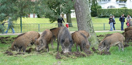 Wildschweine in Heringsdorf 2