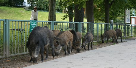 Wildschweine in Heringsdorf 3