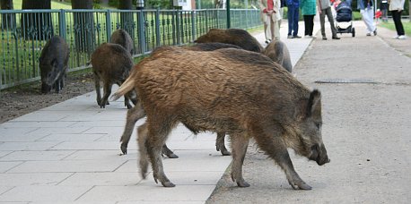 Wildschweine in Heringsdorf 4