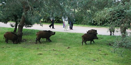 Wildschweine in Heringsdorf 5