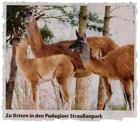 Straussenpark OZ