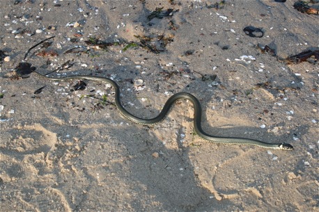 Ringelnatter am Usedomer Strand