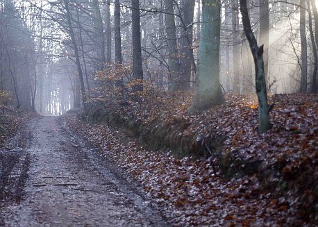 herbstwald001_bearbeitet-1.jpg