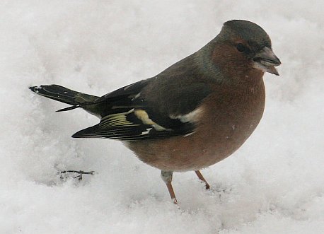 spotter-buchfink.jpg