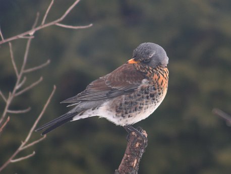 spotter-wacholderdrossel.jpg