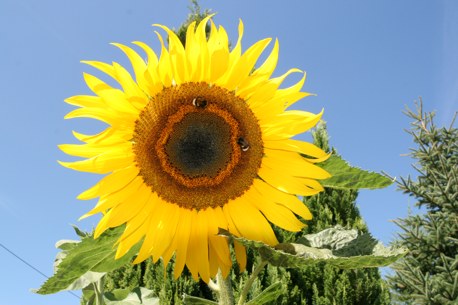 sonnenblume-morgenitz.jpg