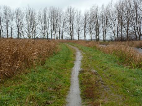 trampelpfad-radweg.jpg