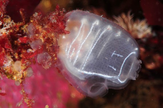 Ascidian (Corella parallelogramma)