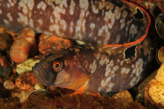 Butterfish (Pholis gunnellus)