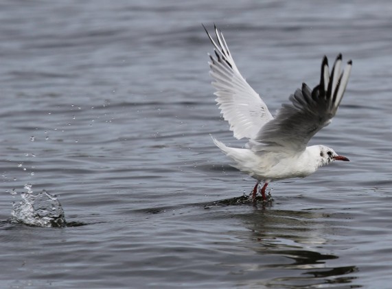 Möwe beim Wasserstart