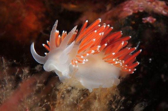 Seeschnecke (Coryphella verrucosa) auf einem Bäumchenpolyp (Eudendrium sp.)