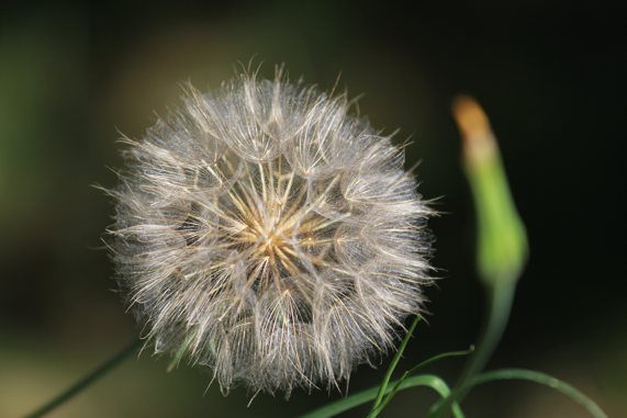 Pusteblume XXL