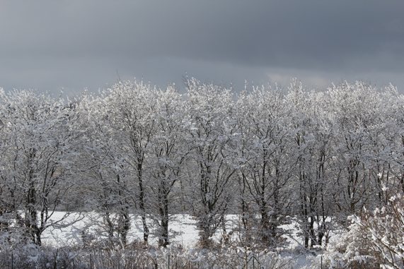 Usedomer Winterzauber 