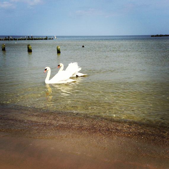 Schwäne an der Heringsdorfer Seebrücke