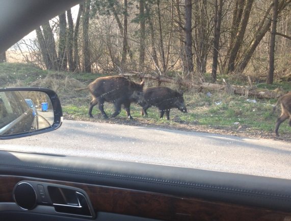 Wildschweine Karsibor 1