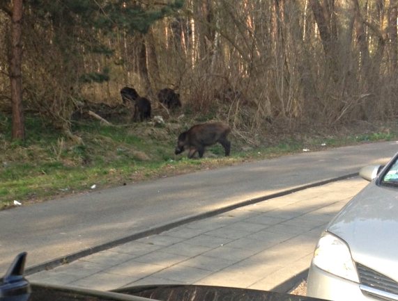 Wildschweine an der Fähre in Karsibor