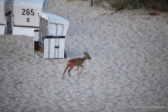 Reh Strand Usedom