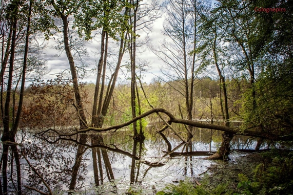 Ein Herz für Usedom